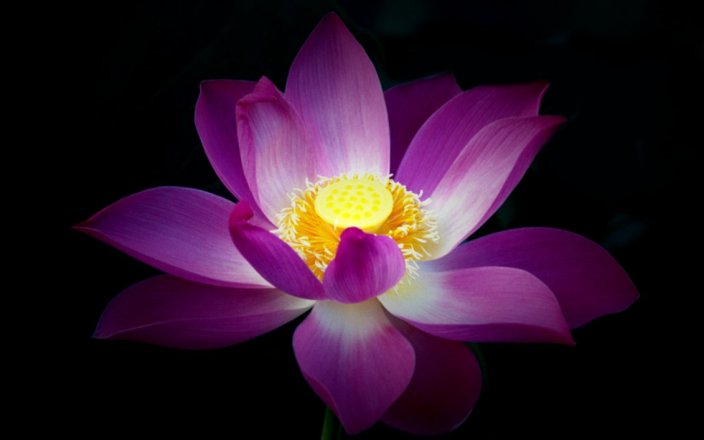 lotus_flower_by_deaththekid900-d5wq3cn.png-2
